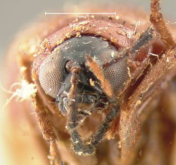 Media type: image; Entomology 18461   Aspect: head frontal view